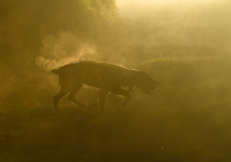 Illustration for article titled Las mejores fotos de perros del año, según un concurso que elige las mejores fotos de perros del año